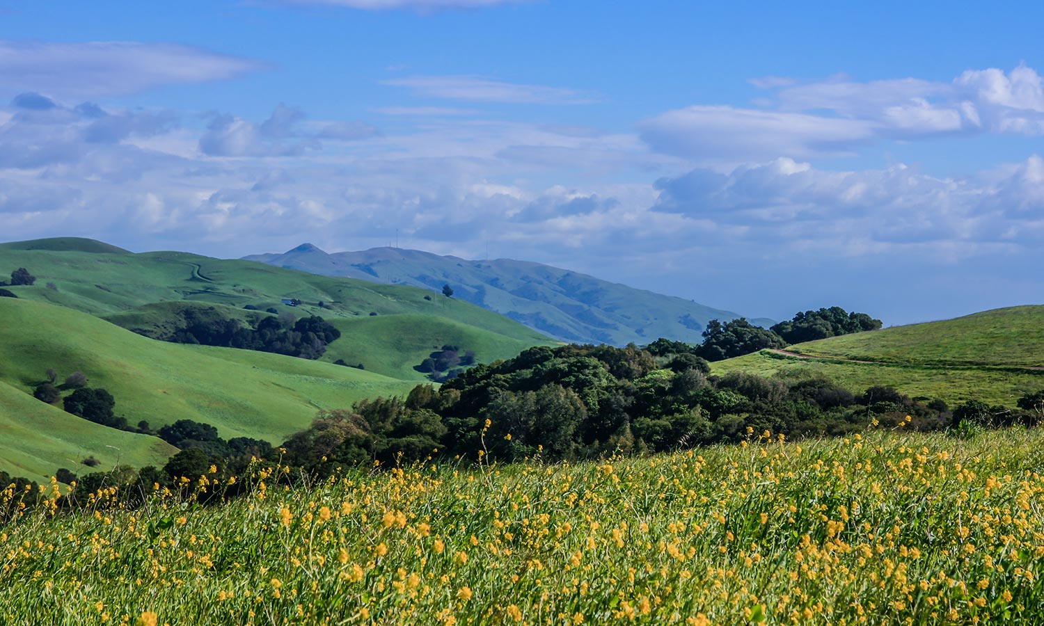 Wild Mustard in Grassy East Bay Hills